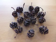 Pine Cones  - Small (15 pieces)