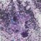 Cosmic Shimmer Pixie Burst- Purple Orchid